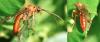 Tenthredopsis nassata